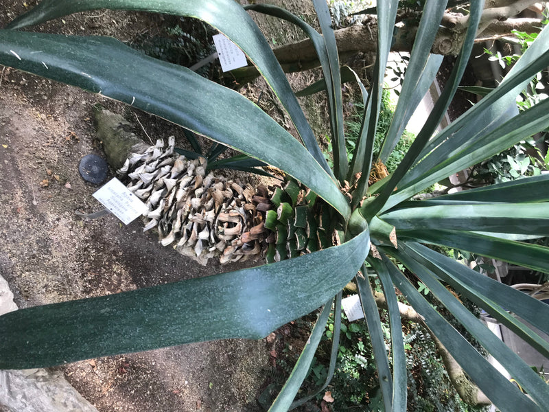 Sisalagave — Bild 2 von 2