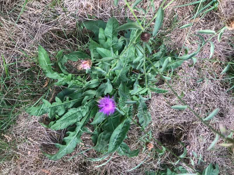 Zu sehen ist eine Skabiosen-Flockenblume mit grünen Blättern und purpurnen Blütenköpfen. Die Pflanze wächst mitten auf einer Wiese mit trockenem Gras.