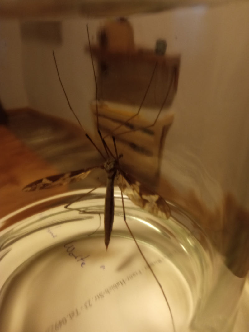 Skript-Schnake — Bild 4