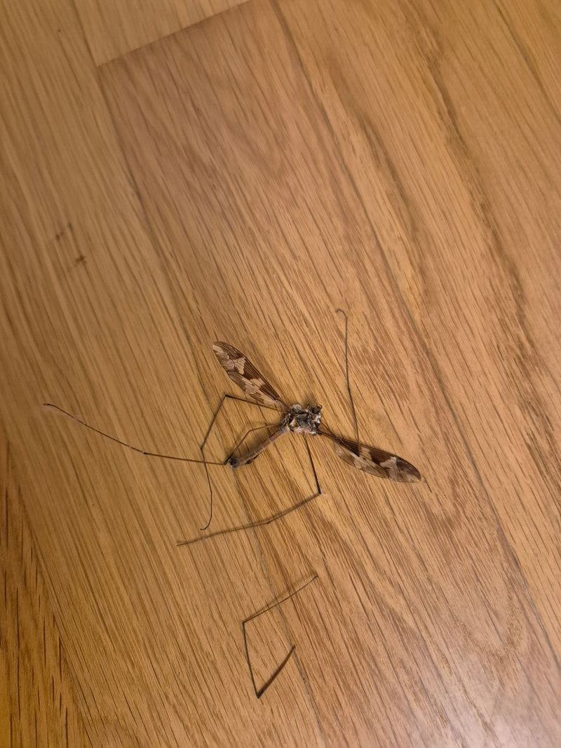 Skript-Schnake — Bild 2