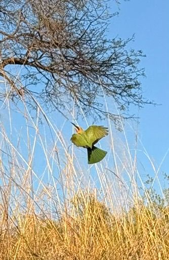 Ein Smaragdspint fliegt mit ausgebreiteten Flügeln über trockenem Gras vor einem Baum.