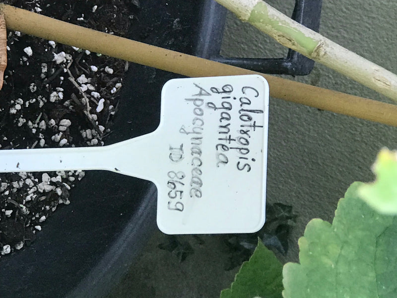 Sodomsapfel — Bild 2 von 11