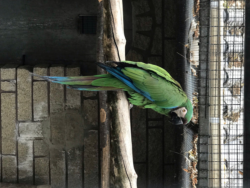 Soldatenara — Bild 1 von 1