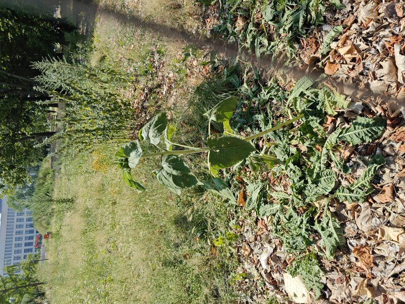 Sonnenblumen — Bild 4