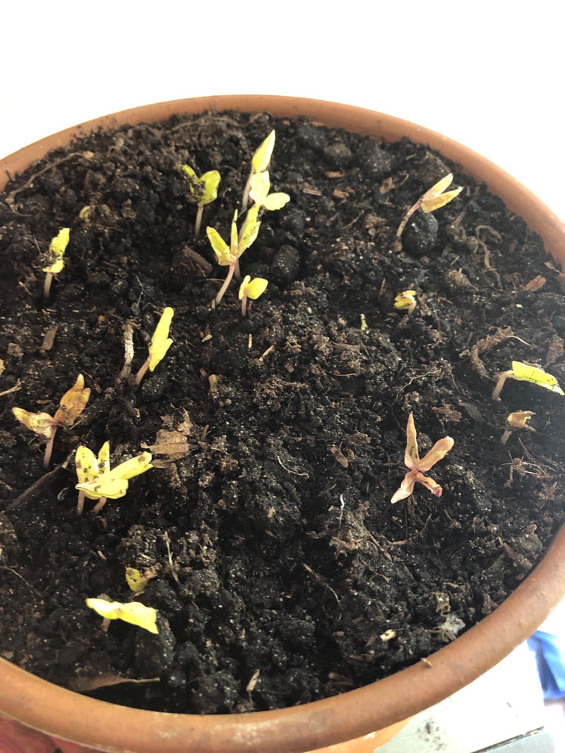 Sonnenblumen — Bild 2