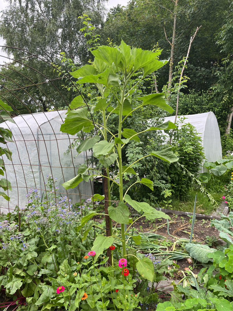 Sonnenblumen — Bild 3