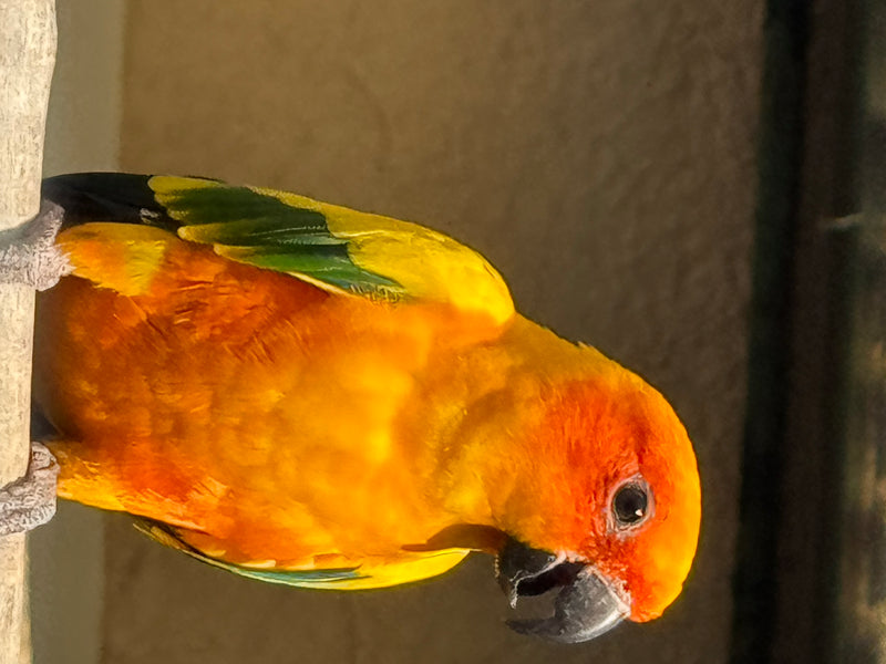 Ein Sonnensittich mit leuchtend gelb-orangem Gefieder sitzt auf einer Stange und blickt nach unten.