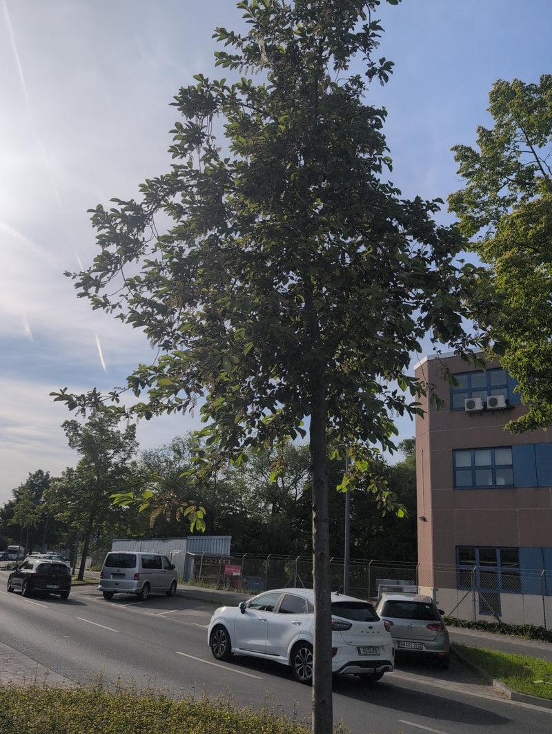 Späte Traubenkirsche — Bild 3