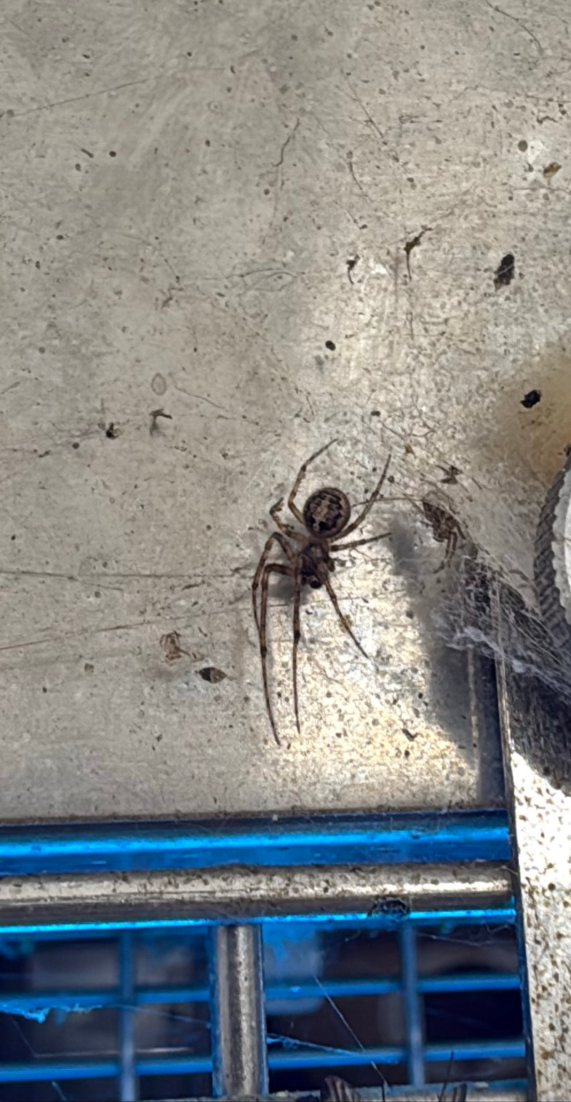 Sektorspinne — Bild 1