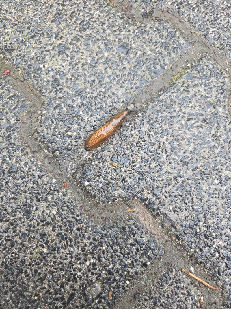Eine braune Spanische Wegschnecke kriecht über einen nassen Pflasterstein. Sie ist von oben fotografiert und gut zu erkennen.
