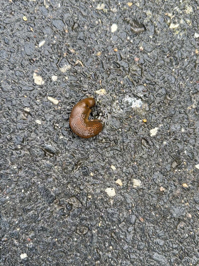 Spanische Wegschnecke — Bild 3