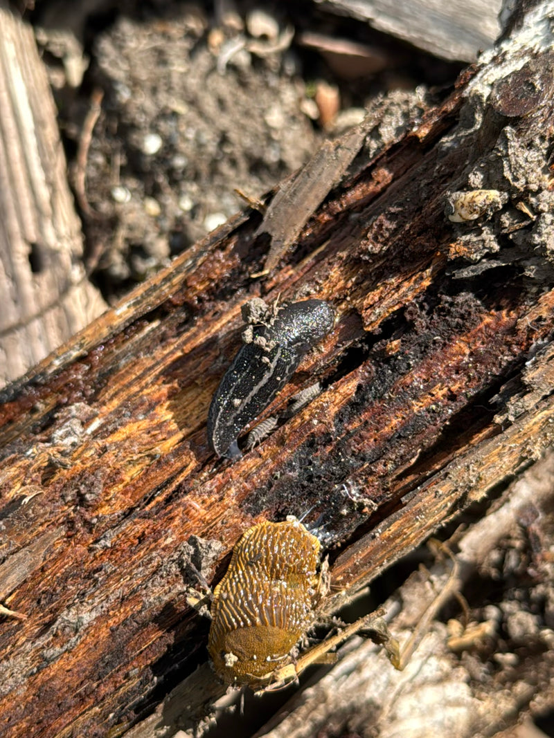 Spanische Wegschnecke — Bild 4