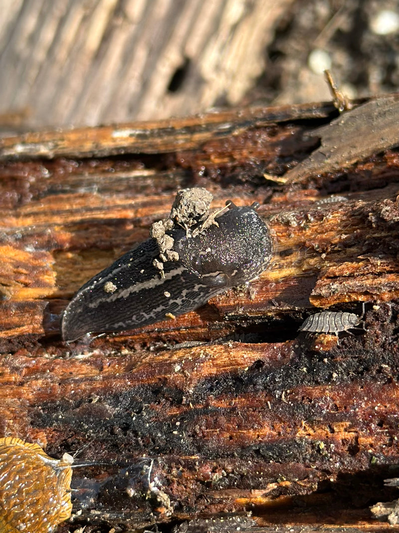 Spanische Wegschnecke — Bild 5
