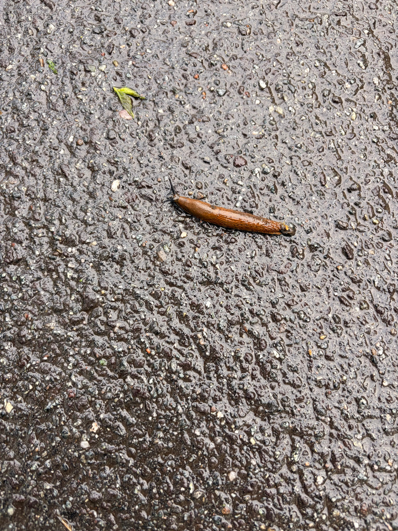 Spanische Wegschnecke — Bild 2