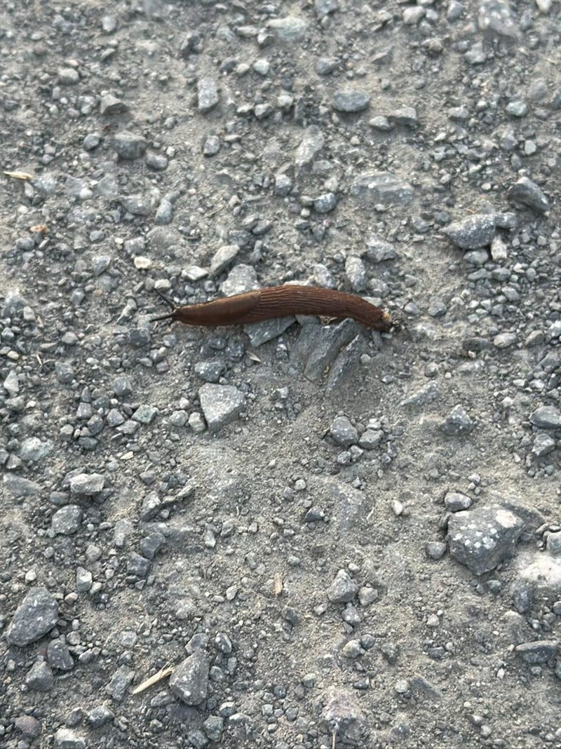 Eine braune Spanische Wegschnecke kriecht langsam über einen grauen Schotterweg. Die Perspektive von oben zeigt das Tier in seiner natürlichen Umgebung.