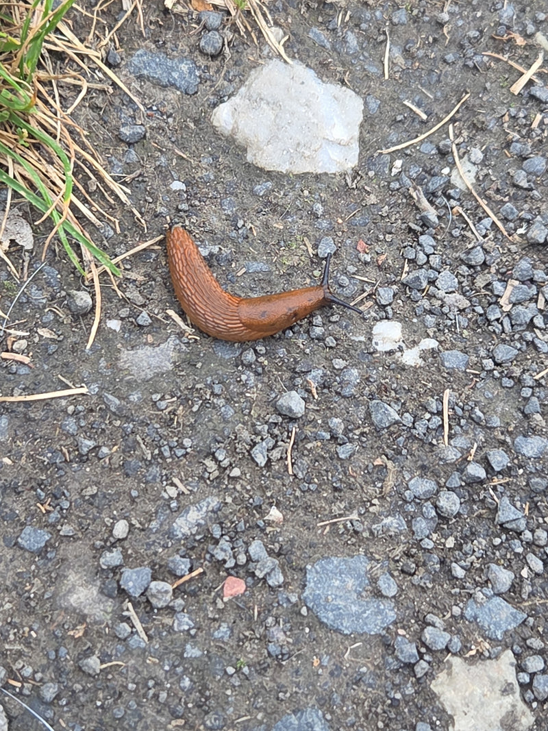 Spanische Wegschnecke — Bild 1