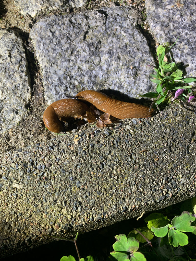 Spanische Wegschnecke — Bild 5