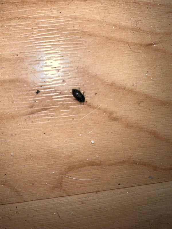 Auf einem hellen Holzfußboden läuft ein kleiner Gemeiner Speckkäfer. Das Insekt ist stark verkleinert und nur schemenhaft zu erkennen.