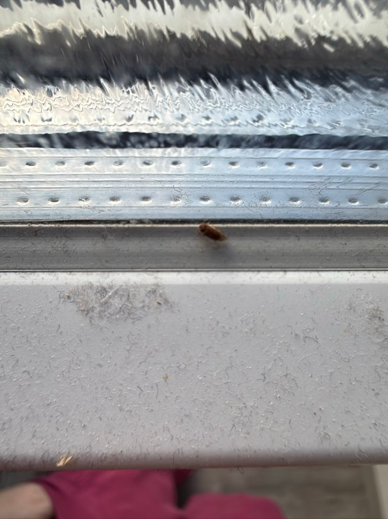 Gemeiner Speckkäfer — Bild 5