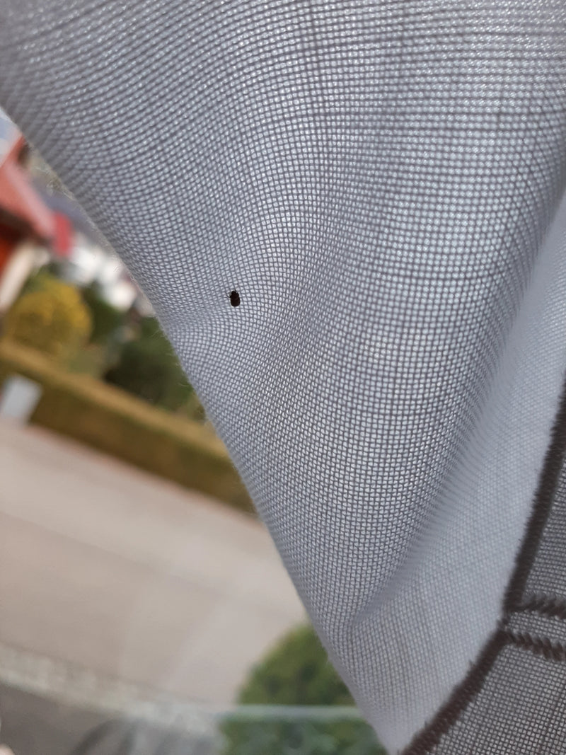 Gemeiner Speckkäfer — Bild 1