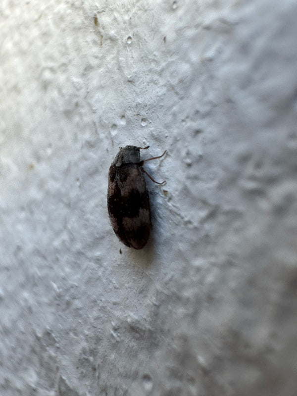 Ein Gemeiner Speckkäfer sitzt auf einer hellen, strukturierten Putzwand. Das Inekt ist von der Seite und leicht von oben zu sehen.