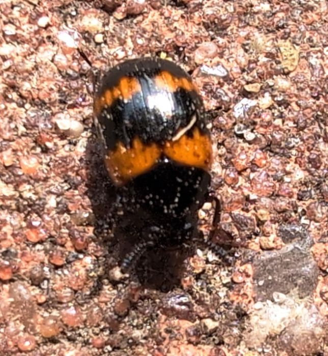 Gemeiner Speckkäfer — Bild 1