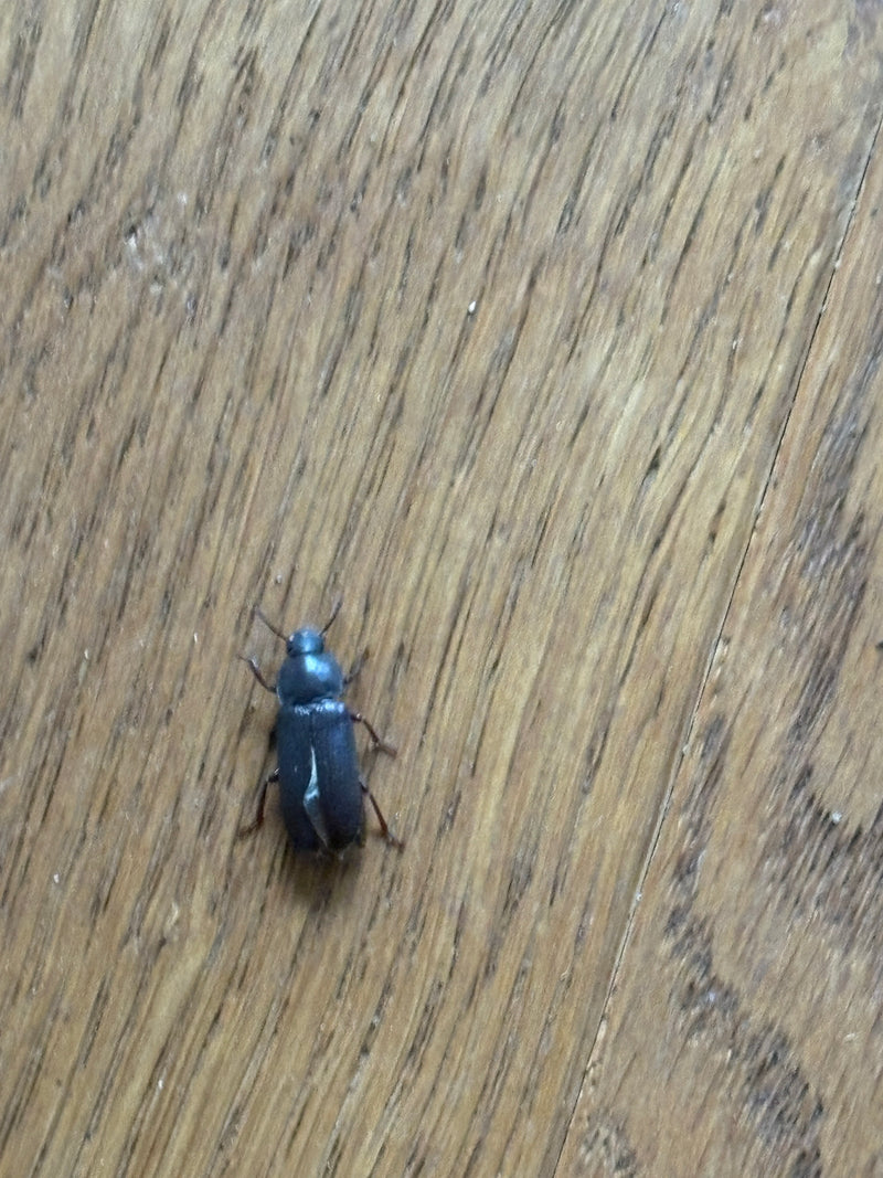 Gemeiner Speckkäfer — Bild 4