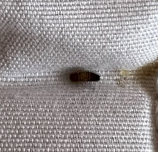 Auf einem hellen Textilstoff ist eine bräunliche Speckkäfer-Larve zu sehen. Sie befindet sich in einer ruhenden Position.