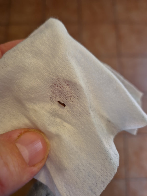 Auf einem hellen Papier- oder Stofftuch liegt eine kleine, braune Larve eines Speckkäfers. Das Insekt ist gut erkennbar und zeigt die typische Borstenstruktu...