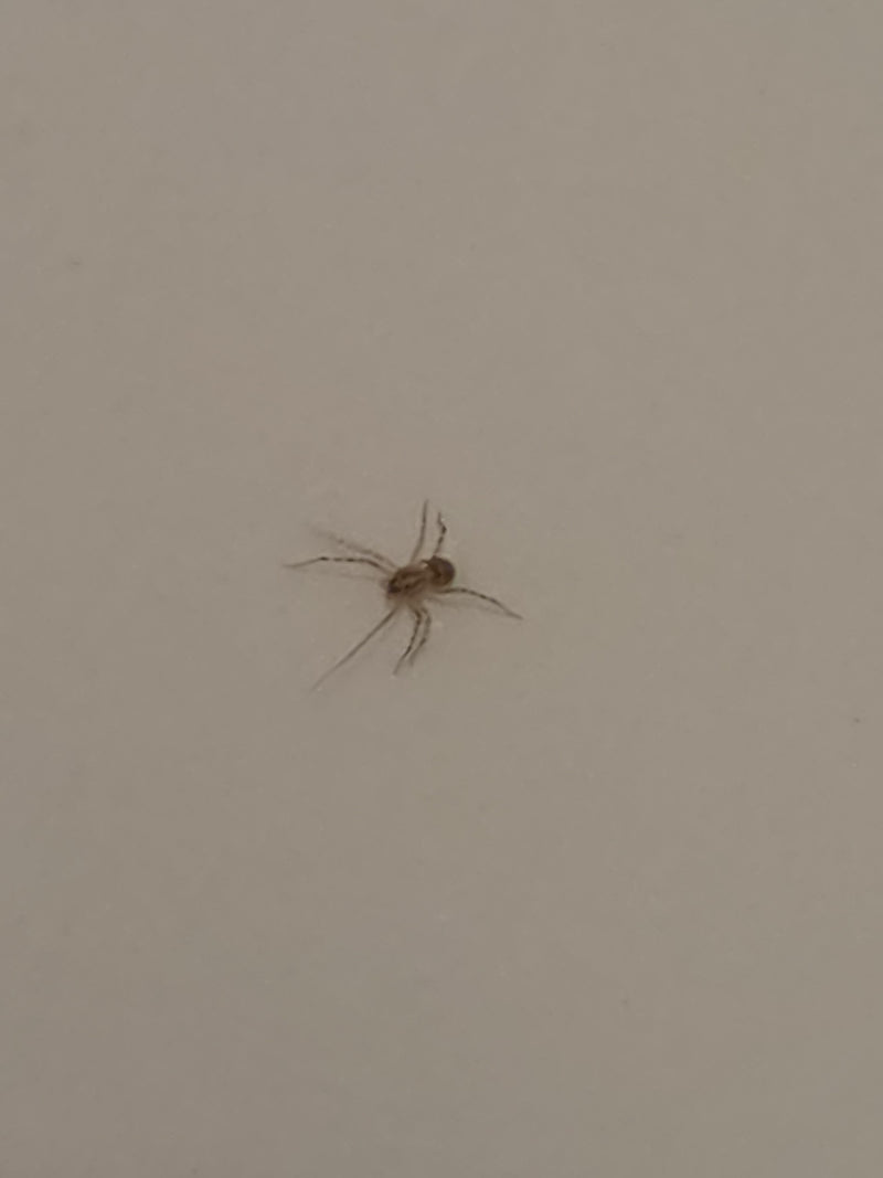 Speispinne — Bild 3