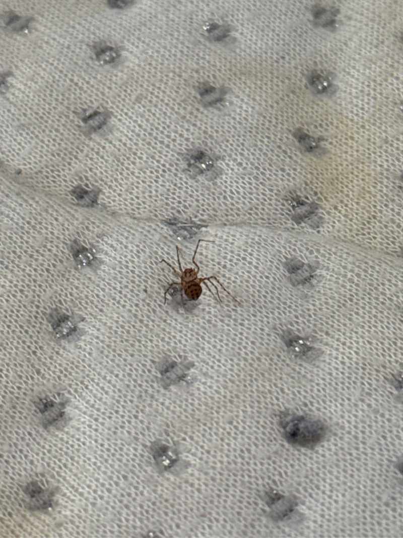 Eine Speispinne sitzt auf einem hellen Teppichboden. Ihr typisch gemustertes, kugelförmiges Abdomen ist gut zu erkennen.