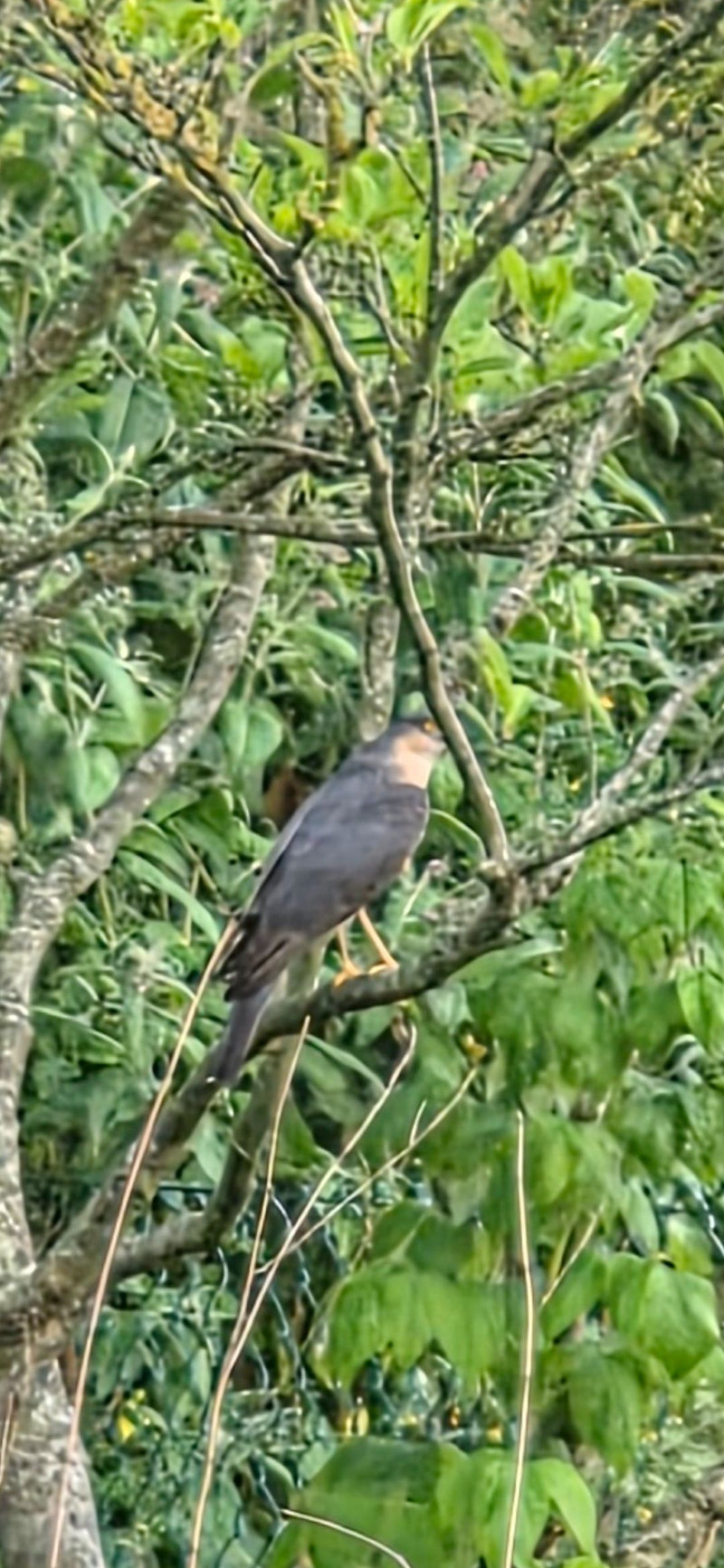 Ein Sperber sitzt auf einem Ast inmitten von dichtem Blattwerk und Zweigen. Der Greifvogel ist gut zu erkennen und ruht im Geäst.