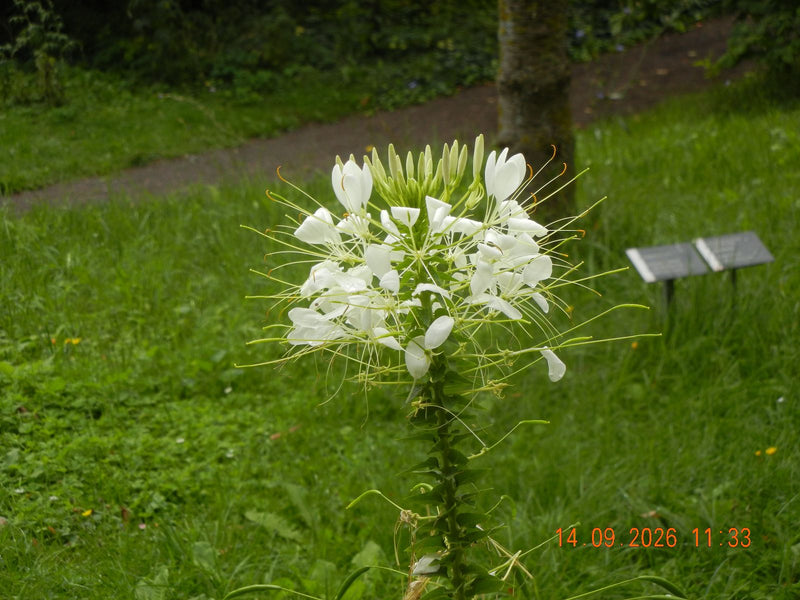 Eine weiß blühende Spinnenblume steht aufrecht vor einer grünen Wiese.