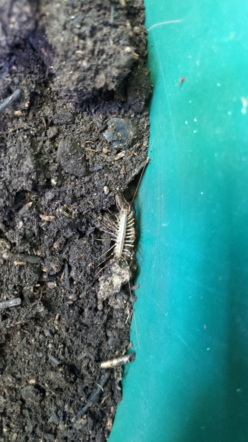 Spinnenläufer — Bild 4