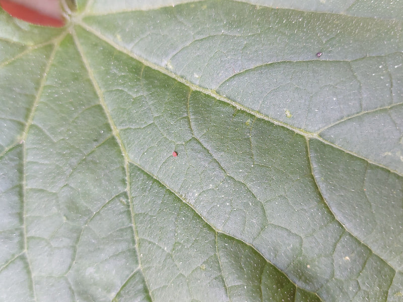 Spinnmilben — Bild 1