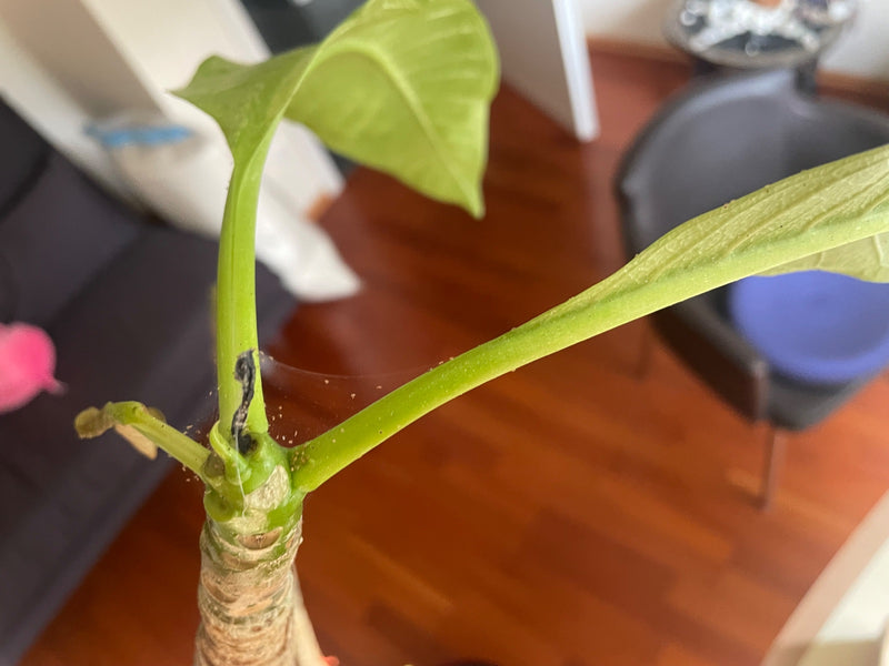 Auf der grünen Pflanze sind feine Gespinste von Spinnmilben sowie zahlreiche kleine Spinnmilben zu sehen.