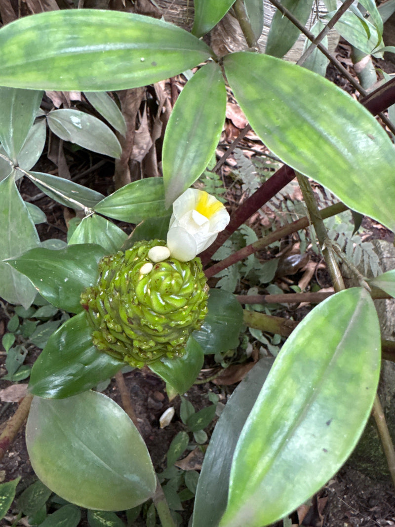 Spiral-Ingwer — Bild 1