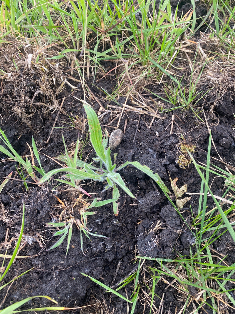 Spitzwegerich — Bild 2