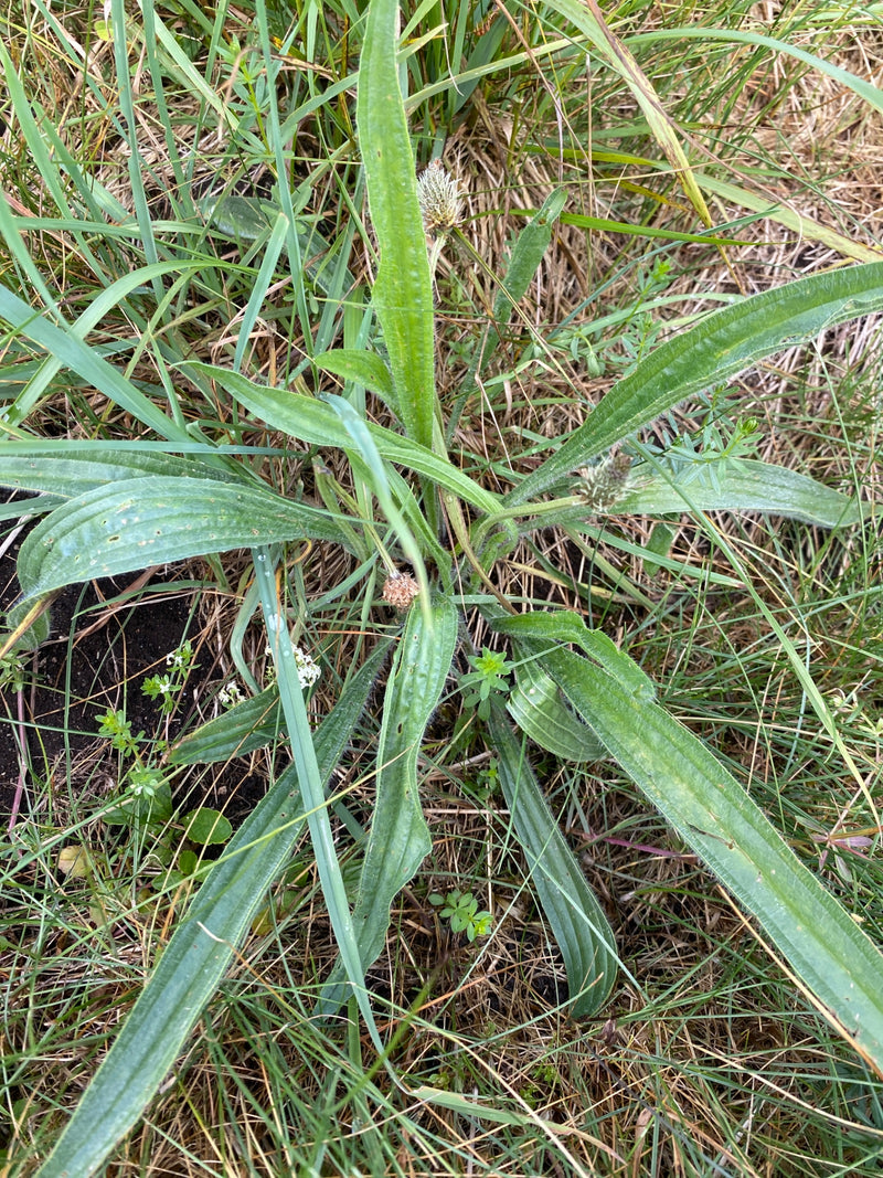 Spitzwegerich — Bild 3