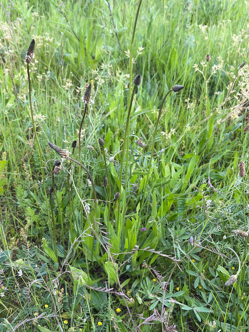 Spitzwegerich — Bild 5