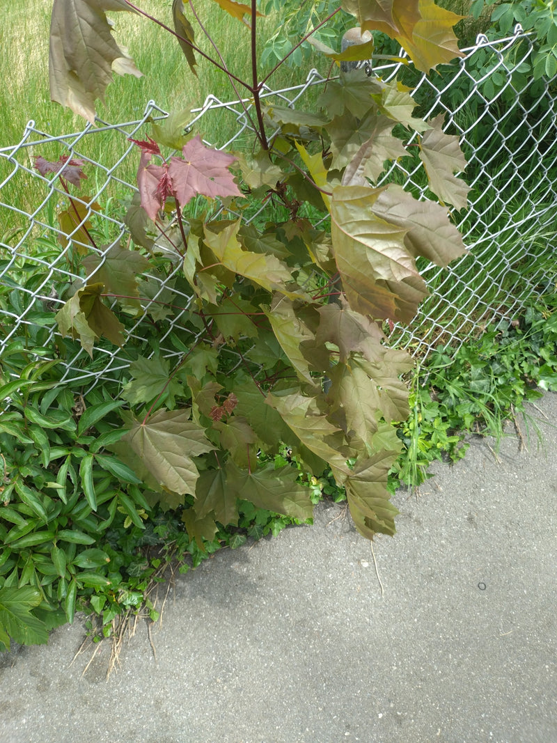 Kugel-Ahorn — Bild 5
