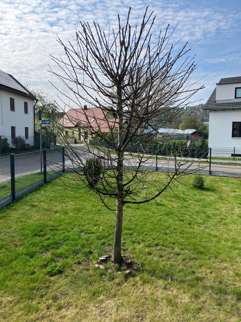 Kugel-Ahorn — Bild 3