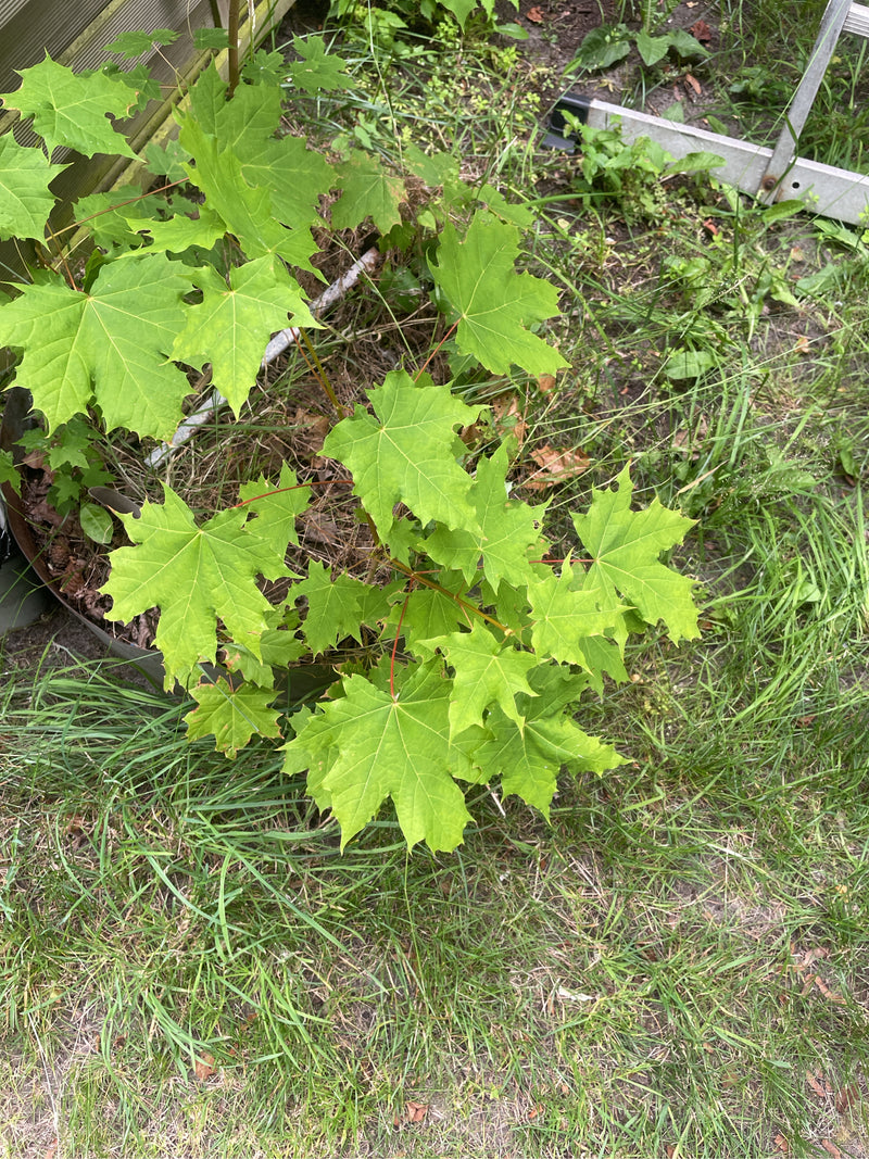 Kugel-Ahorn — Bild 4