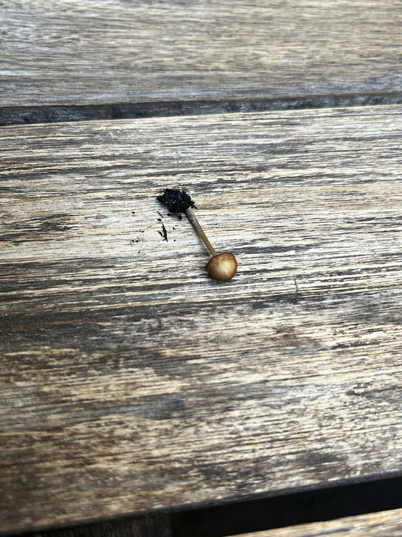 Spitzkegeliger Kahlkopf — Bild 4