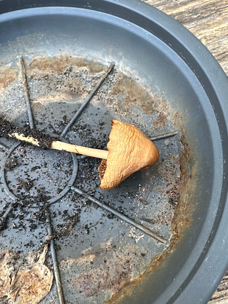 Spitzkegeliger Kahlkopf — Bild 3
