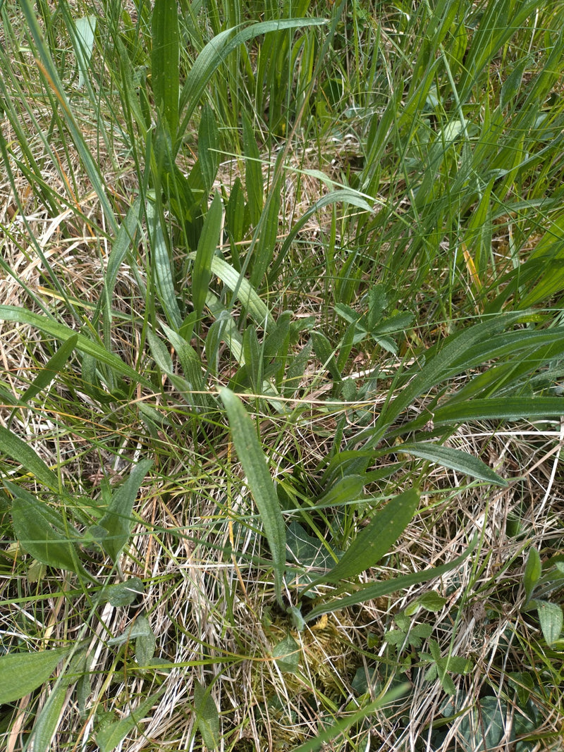 Spitzwegerich — Bild 4