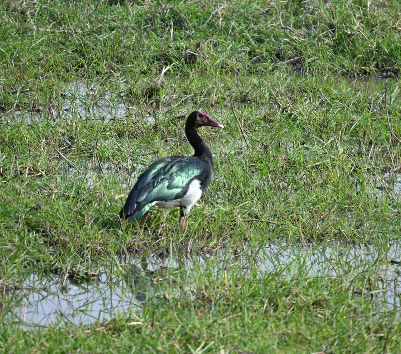 Eine Sporengans steht aufmerksam in einer nassen, von Wasserlachen durchzogenen Graslandschaft.