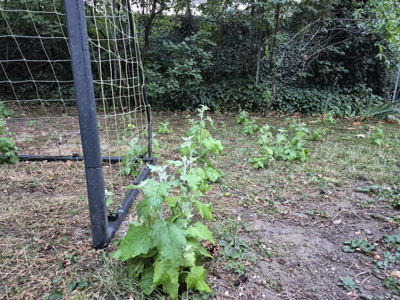 Spreizende Melde — Bild 2