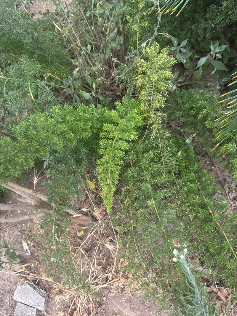 Sprenger-Spargel — Bild 2