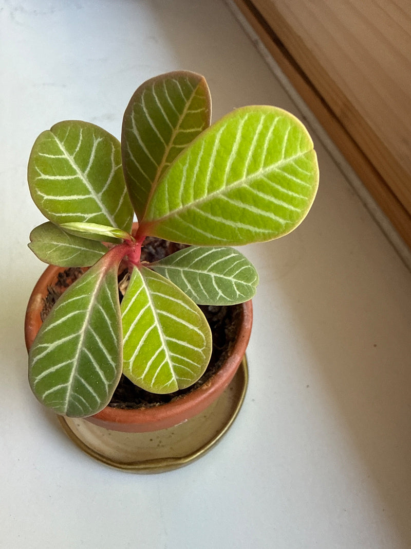 Spuckpalme — Bild 5